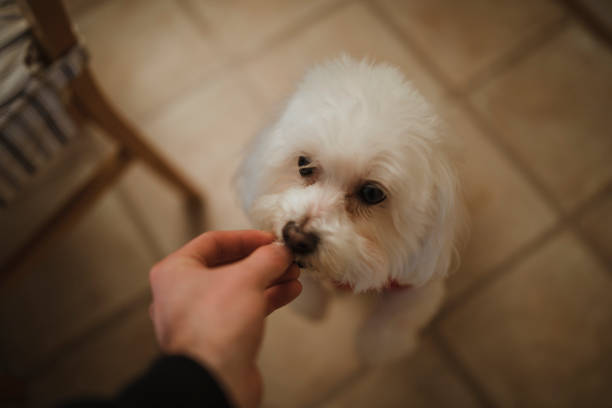 istock Feeding Dog A Treat 809940882