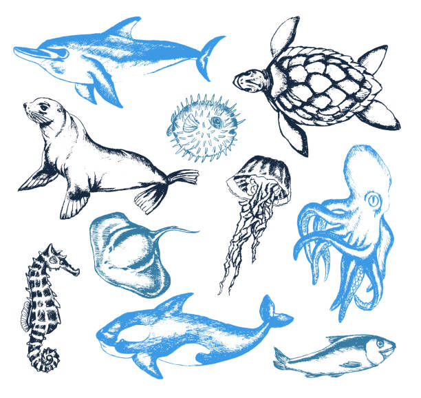 海の生き物 - ベクトル ヴィンテージ組成のイラスト - sea lion点のイラスト素材／クリップアート素材／マンガ素材／アイコン素材