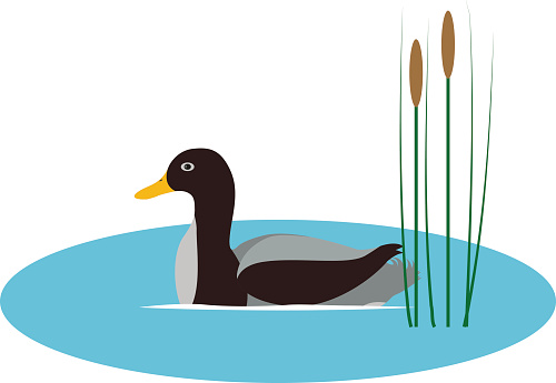 Vector illustration of a wild duck in a pond with reeds. Isolated white background. Flat style. A wild bird floats on the water.