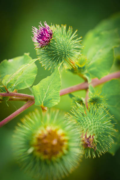 цветы чайные ласки - perennial selective focus vertical tilt стоковые фото и изображения