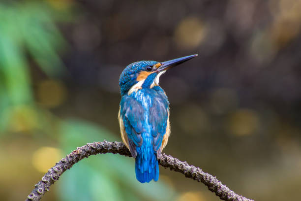 istock Bird Common Kingfisher (Alcedo atthis) a beautiful color 809963378