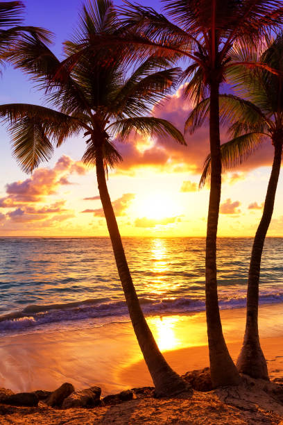istock Coconut palm trees against colorful sunset 809979226