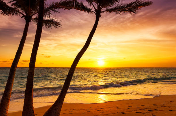istock Coconut palm trees against colorful sunset 809979592