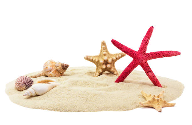 conchiglie di mare sulla sabbia - starfish beach white shell foto e immagini stock