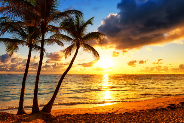 istock Coconut palm trees against colorful sunset 809987144