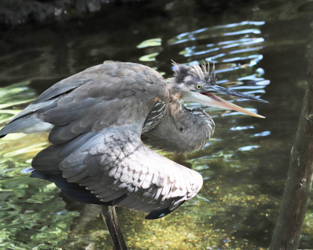 istock Great Blue heron in aggressive stance 809990622