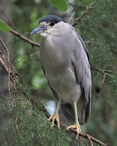 istock Black-crowned night heron on branch 809991862