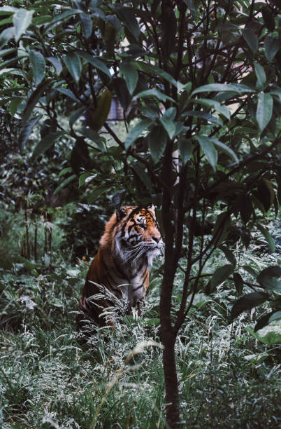 istock Bengal Tiger In Forest Habitat 809992122