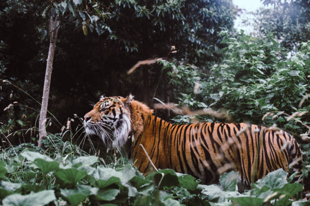 istock Bengal Tiger In Forest Habitat 809992212
