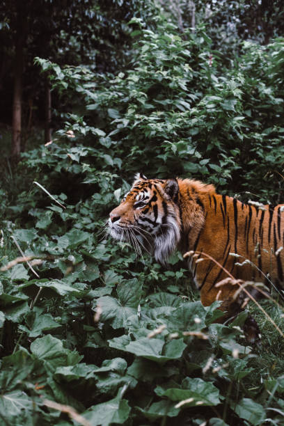 istock Bengal Tiger In Forest Habitat 809992330