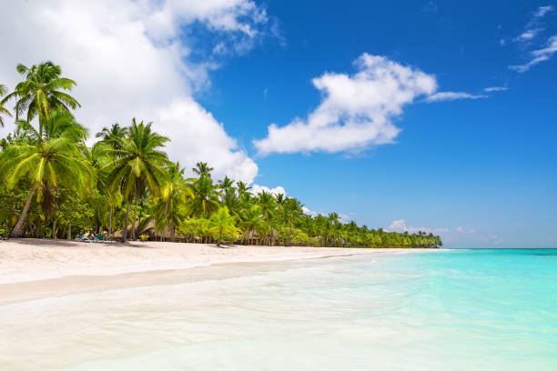 istock Coconut Palm trees on white sandy beach 809992408