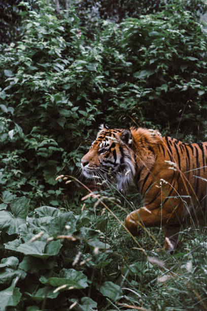 istock Bengal Tiger In Forest Habitat 809992562