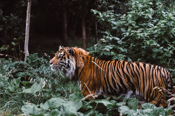 istock Bengal Tiger In Forest Habitat 809993834