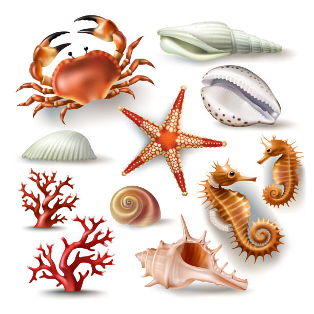 illustrations, cliparts, dessins animés et icônes de ensemble de coquillages d’illustrations vectorielles, corail, crabe et étoile de mer - vacations nature shell snail