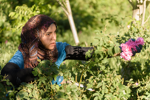 KALAAT M'GOUNA, MOROCCO - MAY 12,2017: unidentified young woman harvesting damask roses. Roses are sold to essences distilleries for the permumery industries