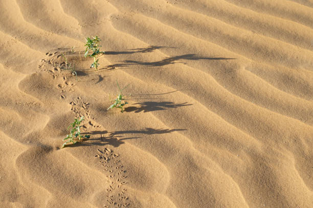 istock three desert plant (Xanthium spinosum),  long shadows and traces on sand dunes at summer evening 810038106