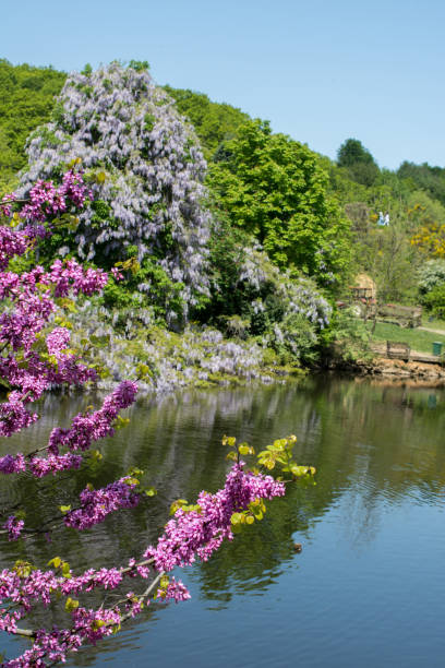 istock Flowers bloom in the spring in trees 810038400