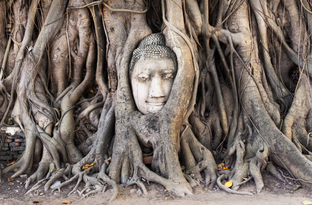 머리의 불상 왓 사원에서 나무 뿌리에 - monk meditating thailand bangkok 뉴스 사진 이미지