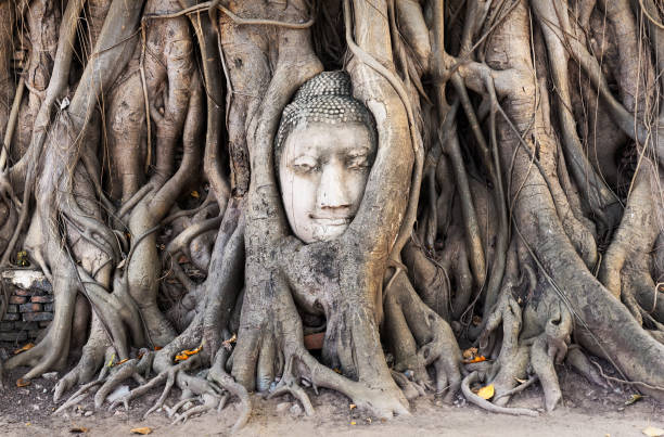 голова статуи будды в корнях деревьев в храме ват махатхат, - bangkok thailand thai culture monk стоковые фото и изображения