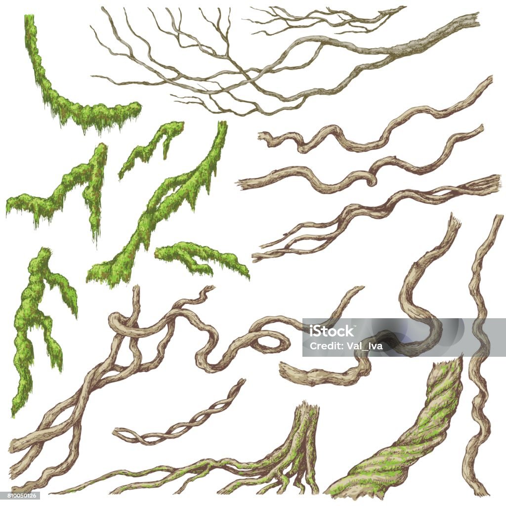 Dibujo de ramas de liana - arte vectorial de Musgo - Flora libre de derechos