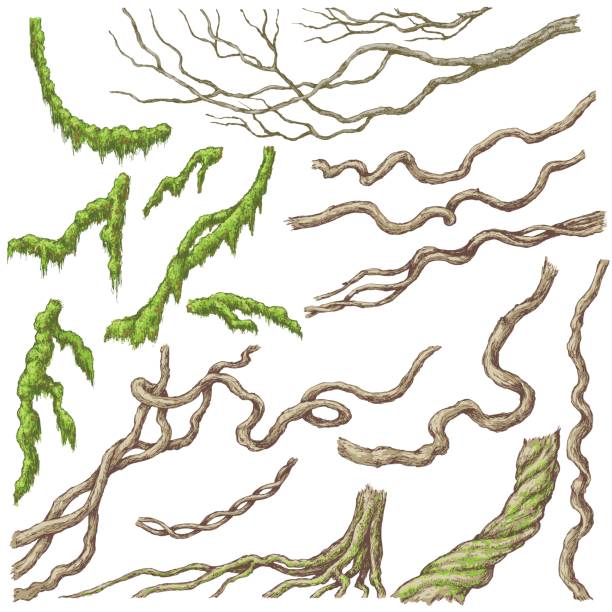 Liana Branches Sketch Hand drawn branches and leaves of tropical plants. Liana and moss-covered twigs isolated on white. Vector sketch. moss stock illustrations