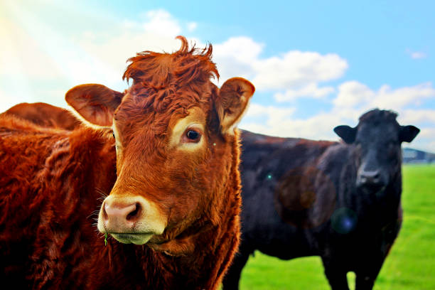 istock Closeup of two cows 810057284