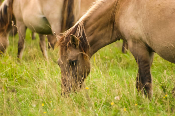 istock Wild horses grazing in a meadow 810057346