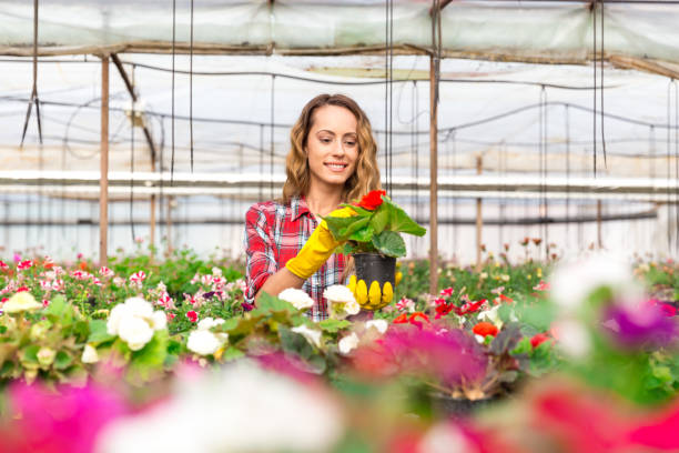 istock Greenhouse employee holding potted flower 810061954