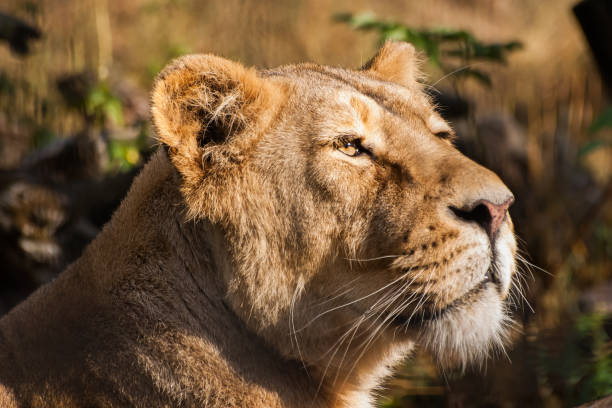 istock Lions sunbathing in the zoo 810064054