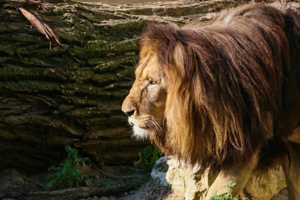 istock Lions sunbathing in the zoo 810066294