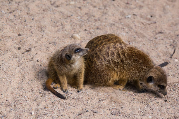 istock Meercat family in the zoo 810066712