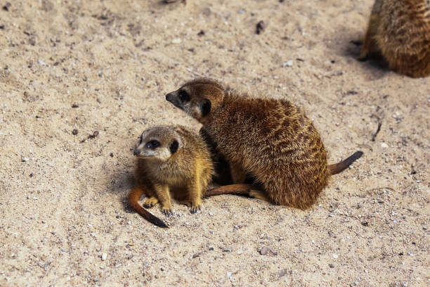 istock Meercat family in the zoo 810066778