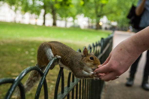 istock A beautiful squirrel in a London park 810068966