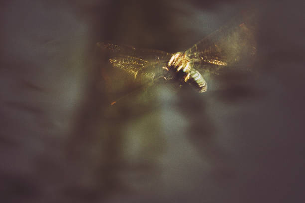 istock Glittering dragonfly in beautiful sunny dusk 810070214