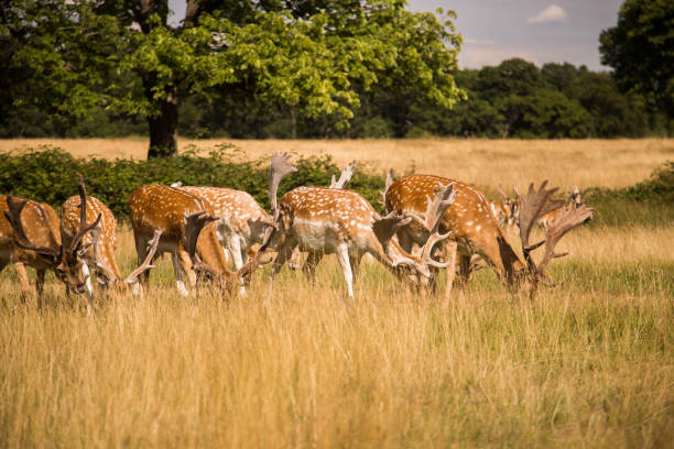 istock Deers roaming free in the outdoors park 810071148