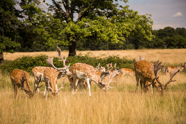 istock Deers roaming free in the outdoors park 810071164