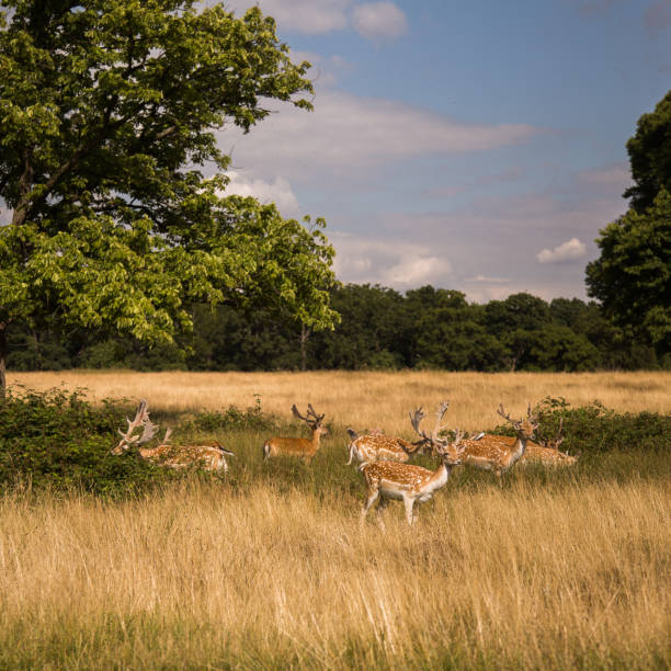 istock Deers roaming free in the outdoors park 810071170