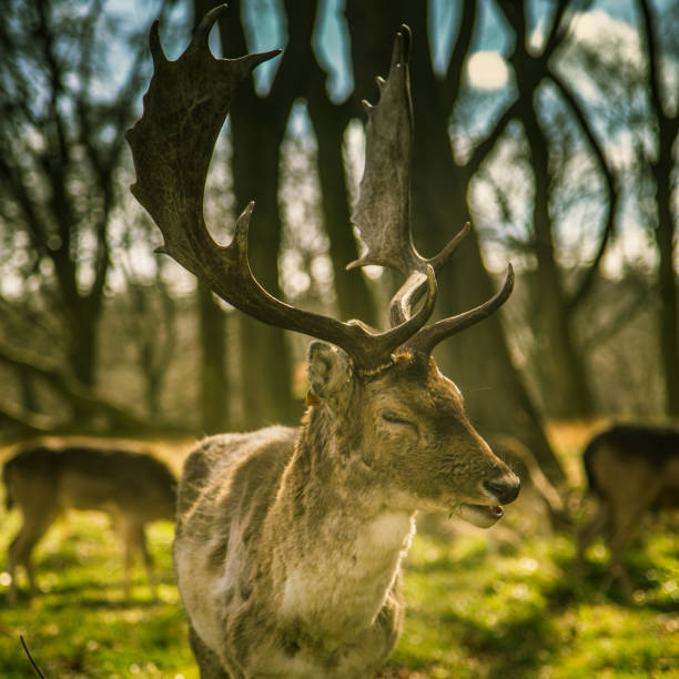 istock Deers roaming free in the outdoors park 810071556