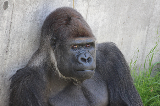Handsome Gorilla