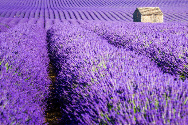 istock Valensole Plateau, lavender field 810071918