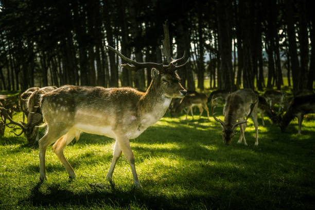 istock Deers roaming free in the outdoors park 810074302