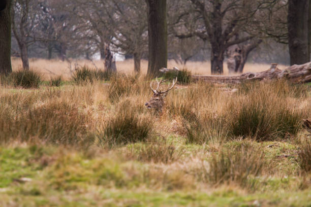 Deer in the  Salburua Park . Vitoria-Gasteiz. Spain