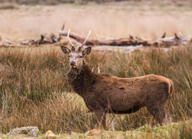 istock Deers roaming free in the outdoors park 810079042