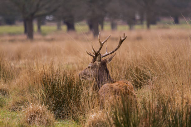 istock Deers roaming free in the outdoors park 810081570