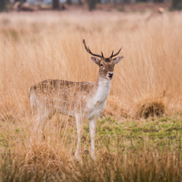 istock Deers roaming free in the outdoors park 810081952