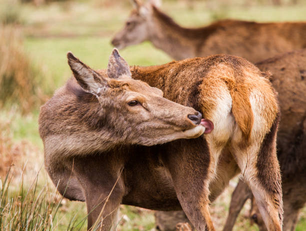 istock Deers roaming free in the outdoors park 810088826