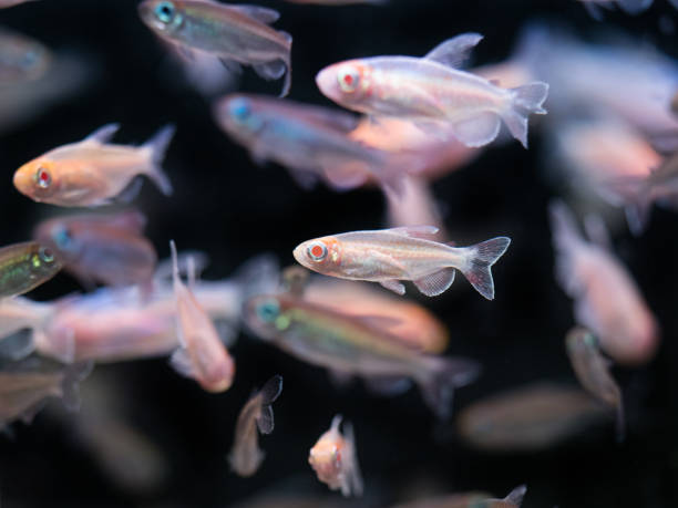 istock Tropical Fish Albino Cardinal Tetra 810094548