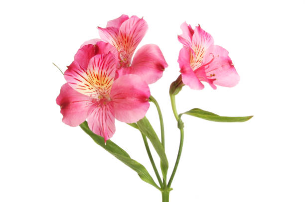 istock Purple alstroemeria flowers 810100704
