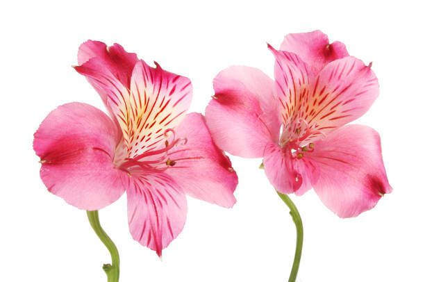 istock Red alstroemeria flowers 810104724