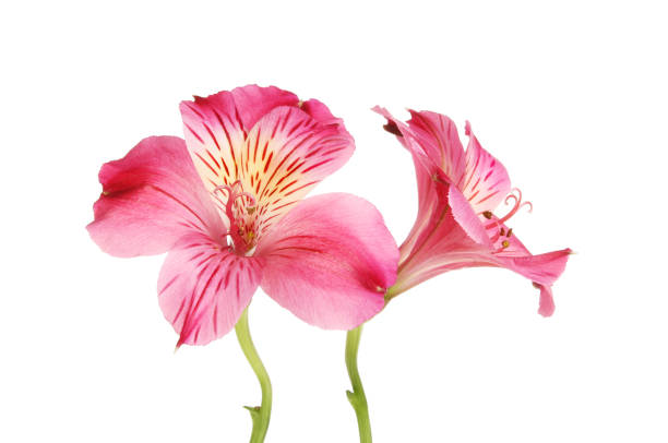 istock Two alstroemeria flowers 810104746